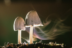 写真：© 埴沙萠