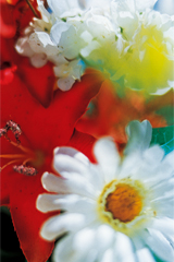 写真：© mika ninagawa Courtesy of Tomio Koyama Gallery