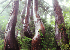 撮影地：新潟県佐渡島　写真：© 米 美知子